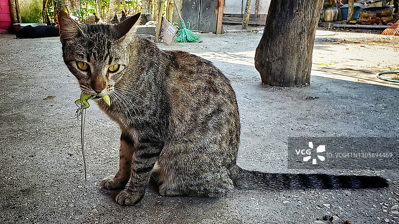猫的午餐图片素材