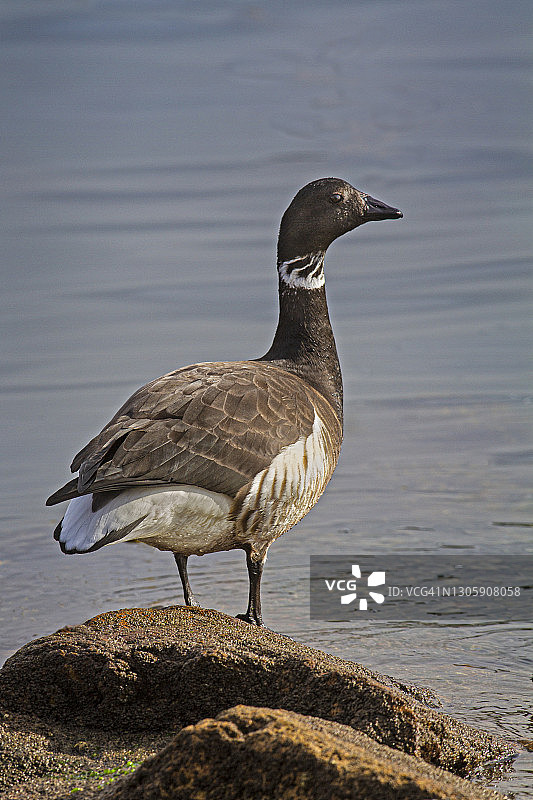 太平洋沿岸的黑雁图片素材