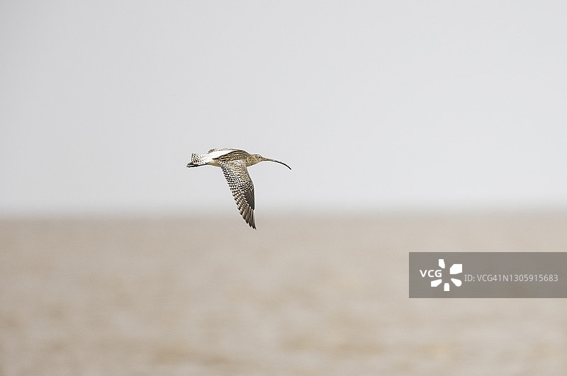 飞行中的鸟：成年长嘴丘鹬图片素材