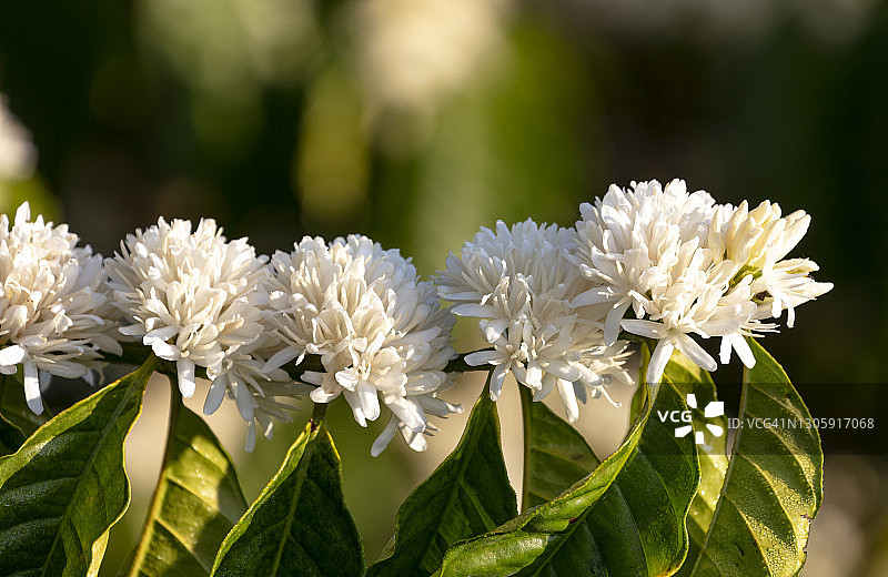 白色咖啡树花朵特写图片素材
