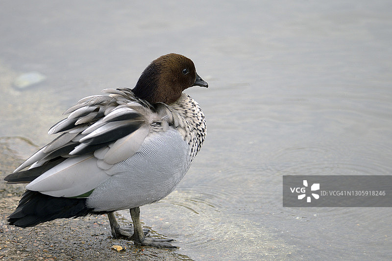 雄性澳洲木鸭图片素材