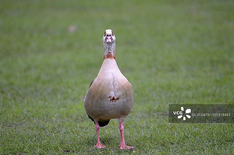 埃及雁漫步图片素材