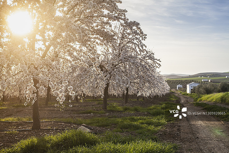 二月西班牙安达卢西亚哈恩省的杏花田图片素材