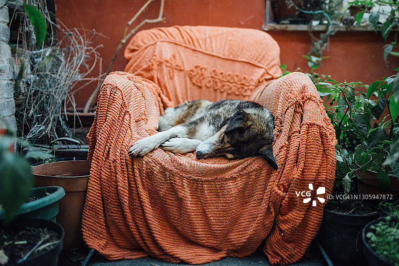 小狗在扶手椅上睡觉图片素材