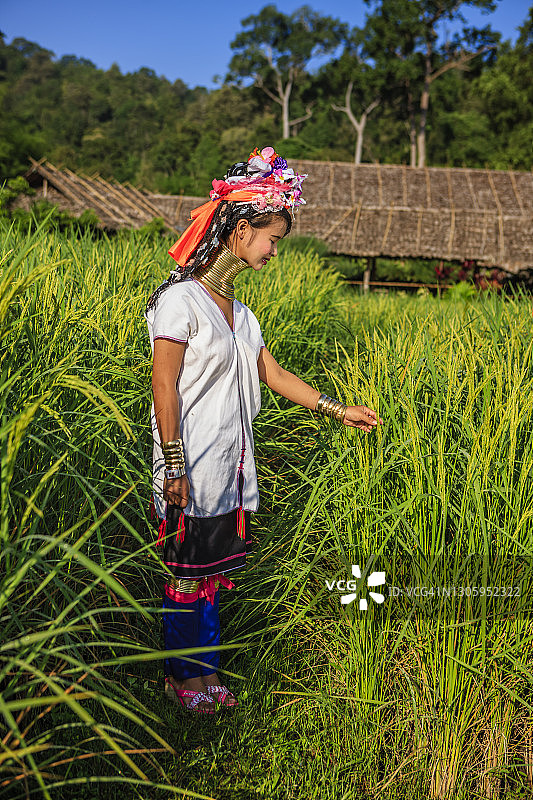 长颈喀伦族妇女穿过稻田图片素材