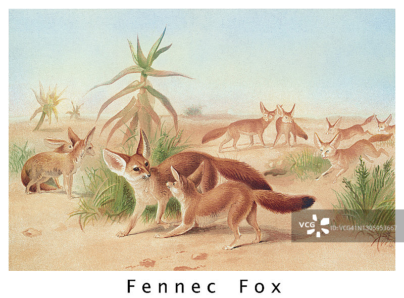 非洲狐彩色石印插图图片素材