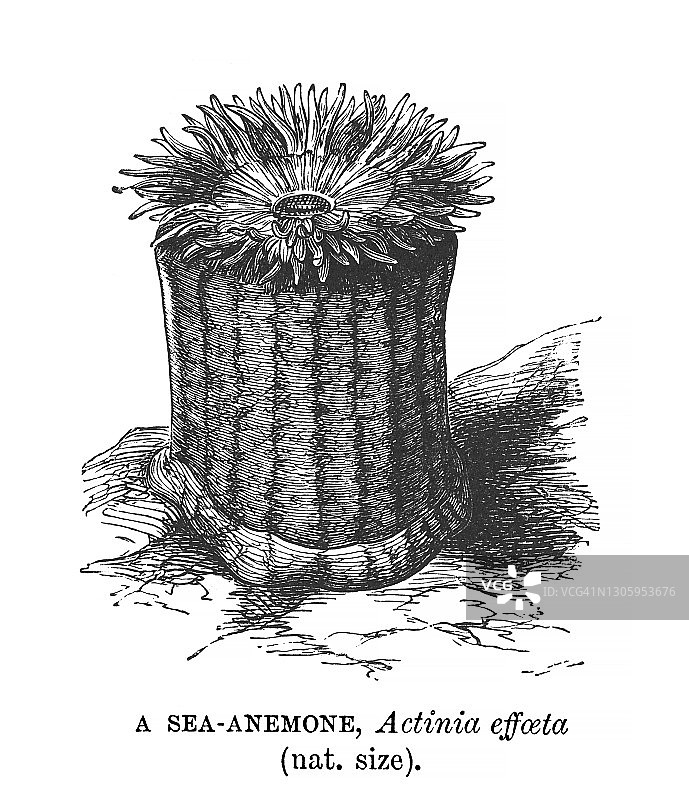 老式雕刻海葵（Actinia effoeta）图片素材