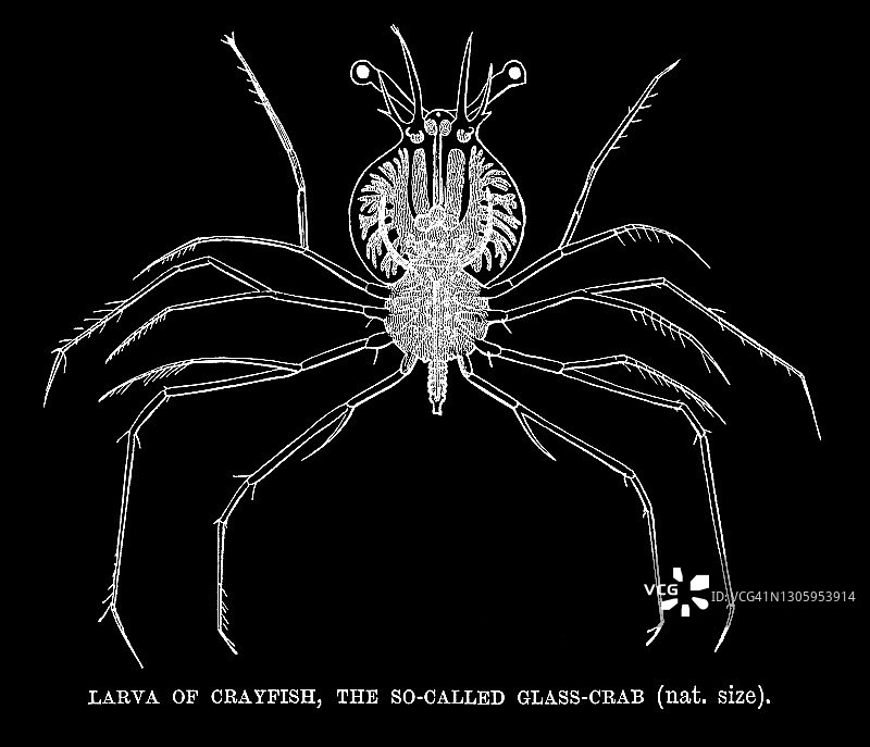 玻璃蟹龙虾幼虫古老雕刻插图图片素材