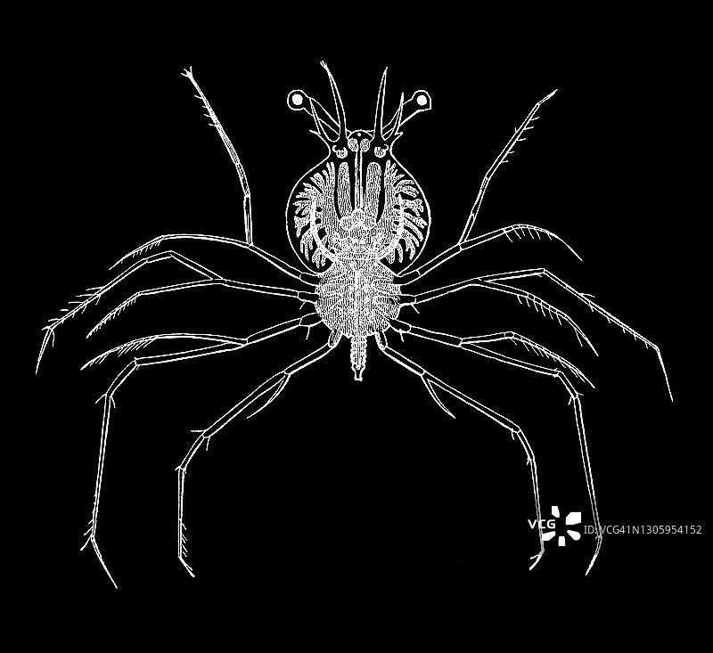 玻璃蟹龙虾幼虫古老雕刻插图图片素材