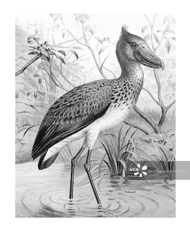 鸟类学彩色石印插图：船嘴鹭图片素材