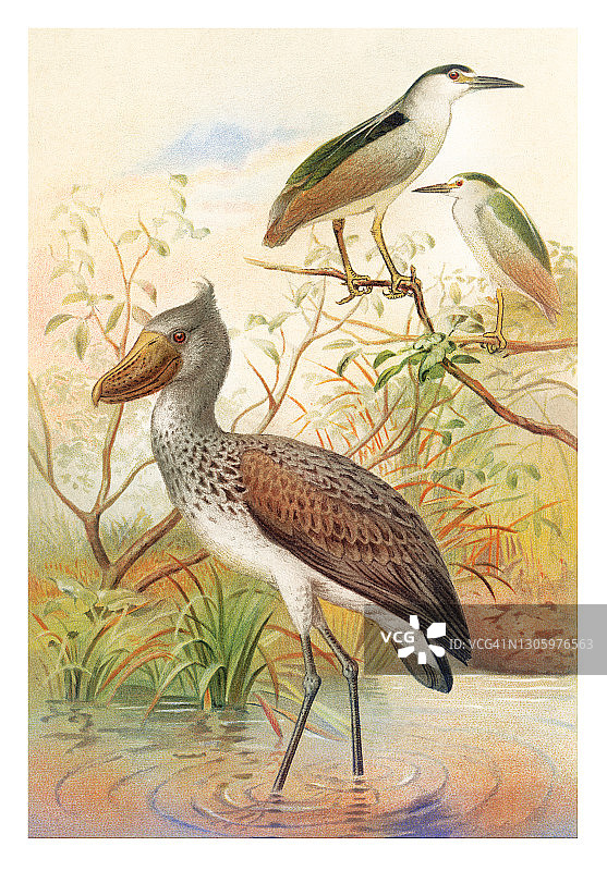 夜鹭和船嘴鹭古老彩色石印插画图片素材