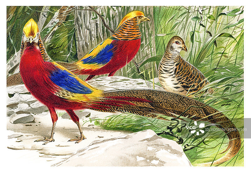 老式彩色石印插图：红腹锦鸡图片素材