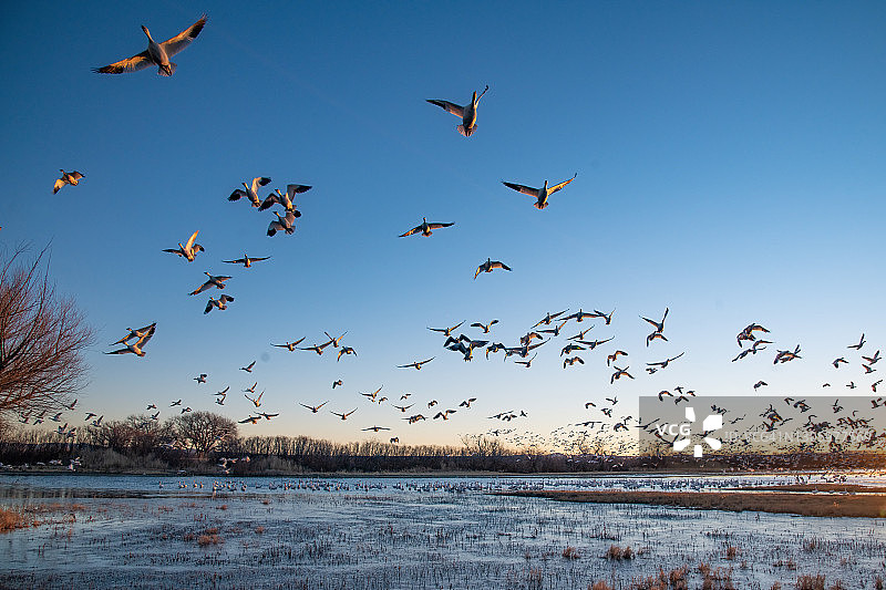 日出时分起飞的雪雁群图片素材