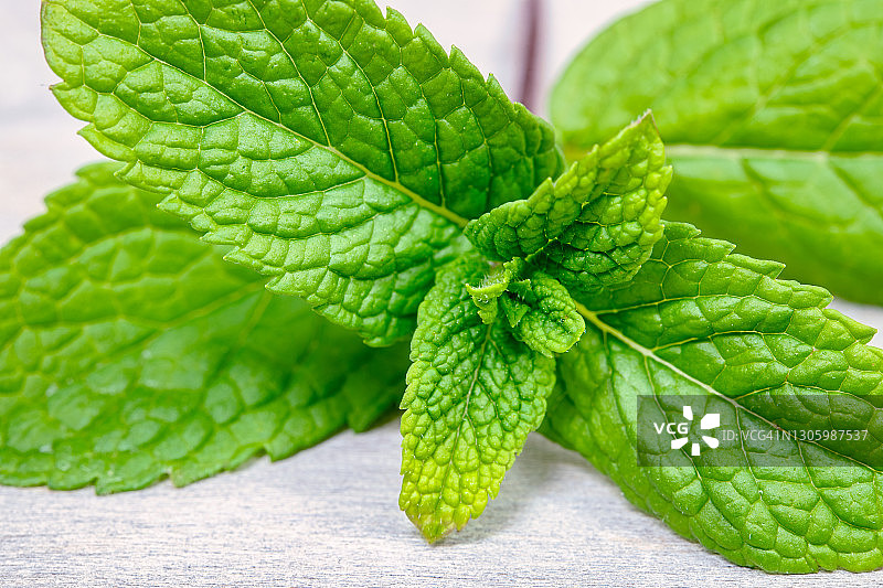 薄荷叶微距摄影图片素材