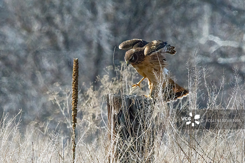 落在旧栅栏柱子上的雌性北鹞图片素材