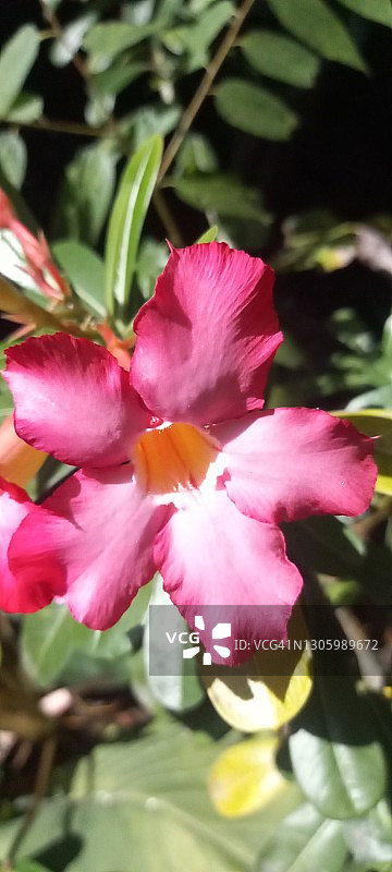 沙漠玫瑰图片素材