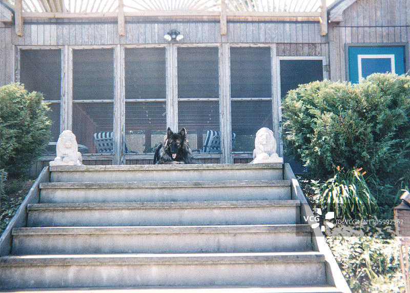 德国牧羊犬守护房屋图片素材