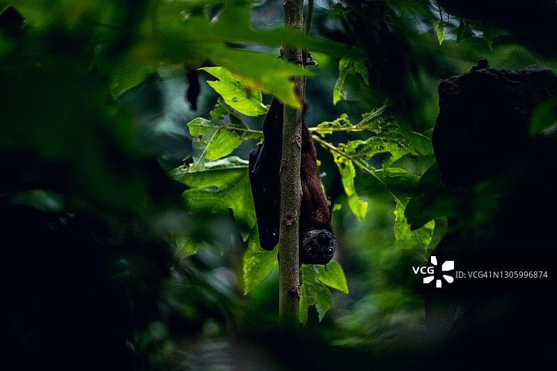 白天倒挂在树上看着镜头的狐蝠图片素材