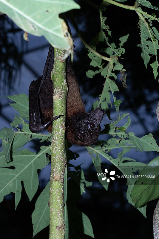 夜晚的蝙蝠图片素材