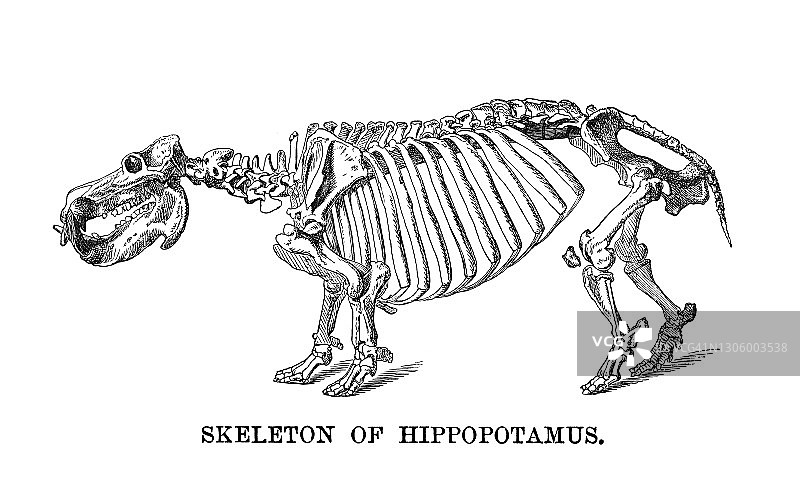 河马骨骼的古老雕刻插图图片素材