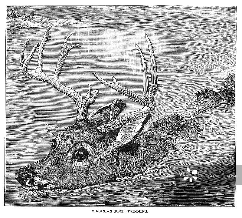 弗吉尼亚鹿头部游泳的古老雕刻插图图片素材