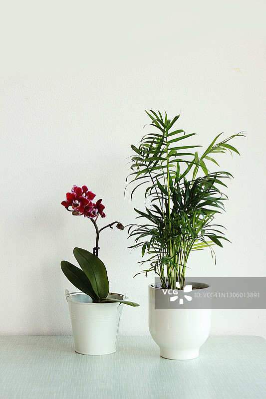 棕竹盆栽和紫色蝴蝶兰图片素材