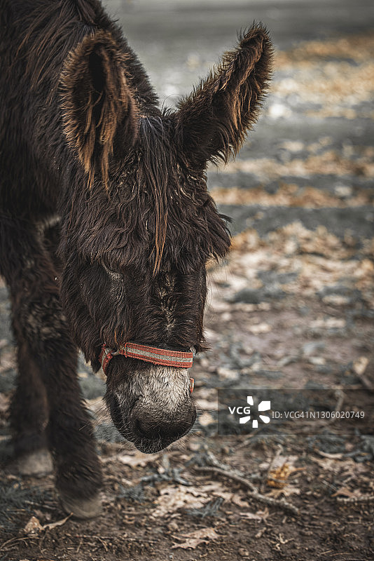 驴的肖像图片素材