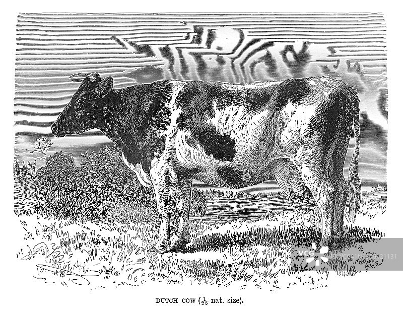 荷兰乳牛（Lakenvelder牛）的古老雕刻插图图片素材