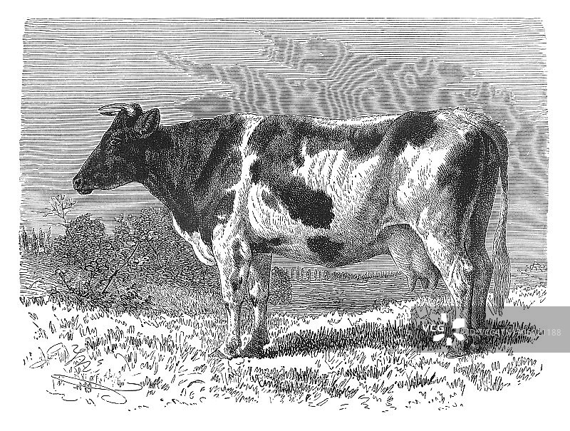 荷兰乳牛（Lakenvelder牛）的古老雕刻插图图片素材