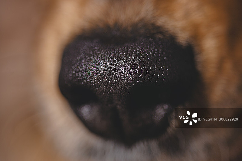 狗鼻子图片素材
