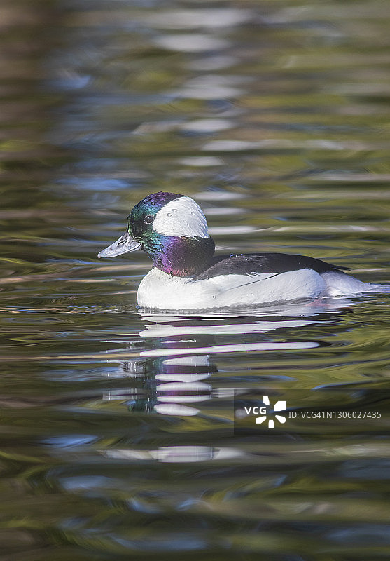 美洲小绒鸭图片素材
