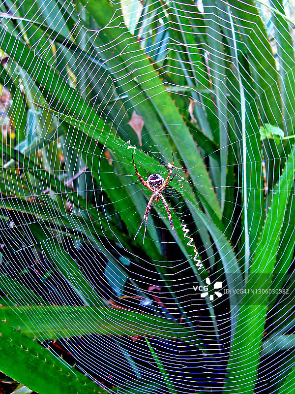 热带雨林中网上的蜘蛛图片素材