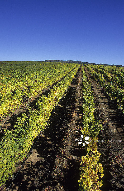 智利瓦尔帕莱索省卡萨布兰卡山谷的葡萄园景色图片素材