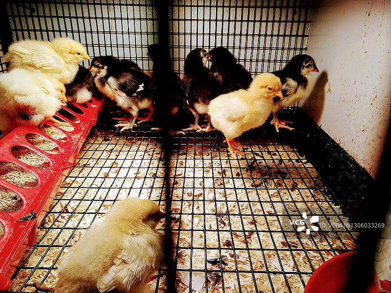 小鸡特写图片素材