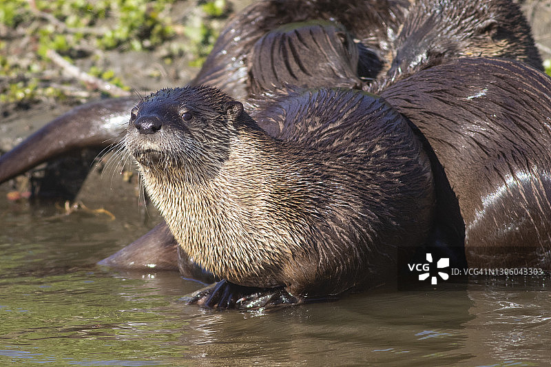 北美河獭图片素材