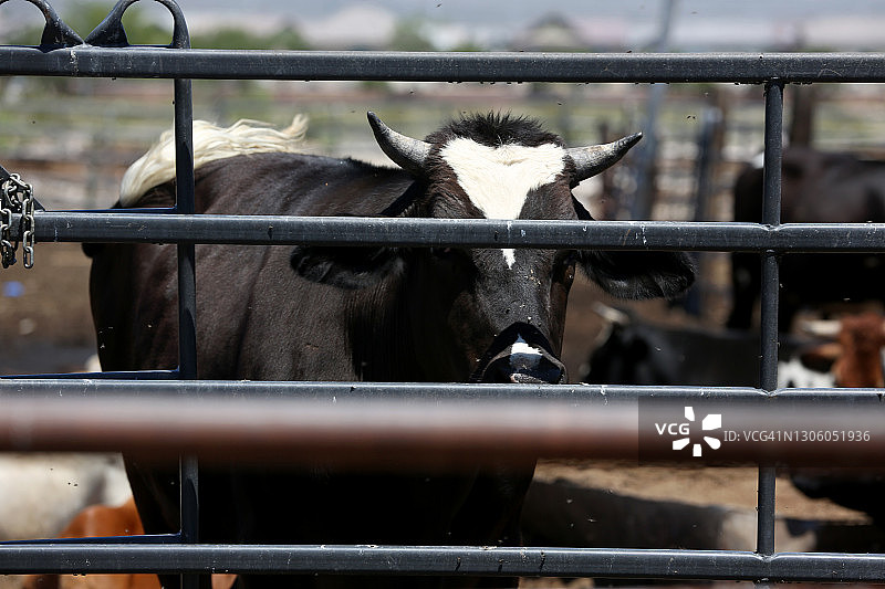 圈养栏中的牛图片素材