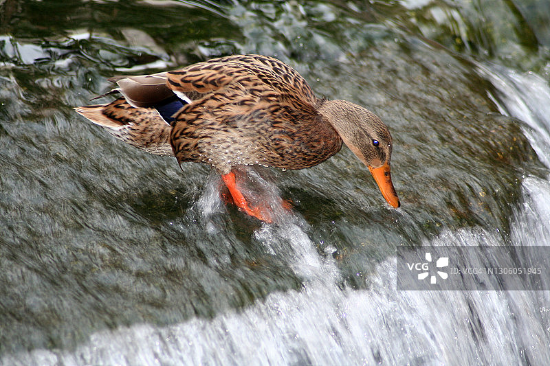 内华达州野生动物：绿头鸭觅食图片素材