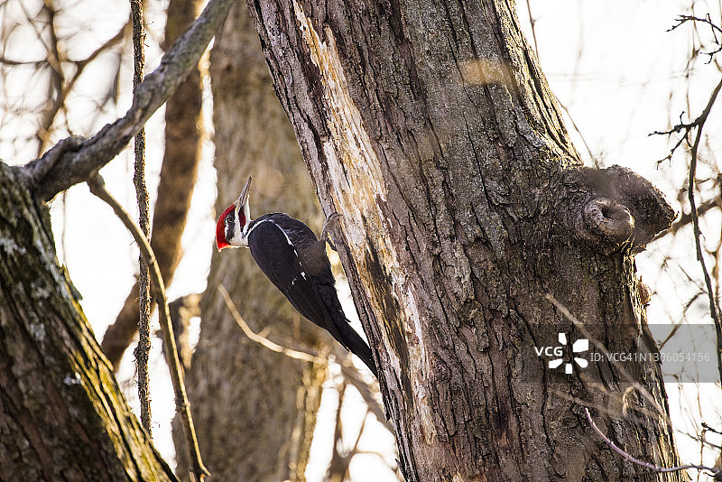在印第安纳州的树上寻找昆虫吃的雄性绒啄木鸟图片素材