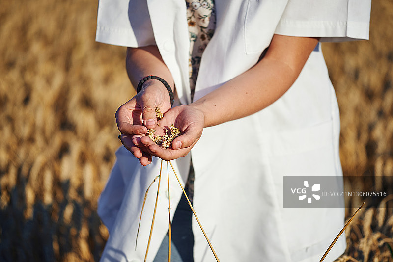 年轻女性农艺师手持麦穗站在麦田里图片素材