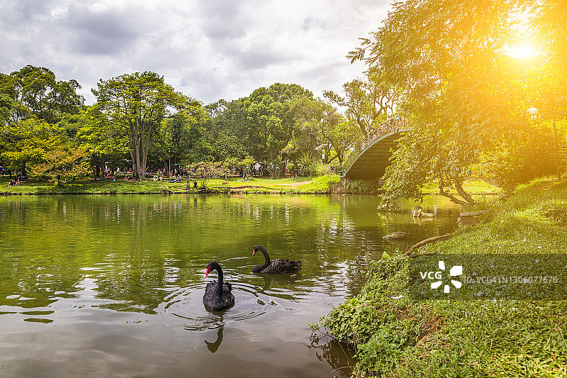 伊比拉普埃拉公园的黑天鹅湖，圣保罗图片素材