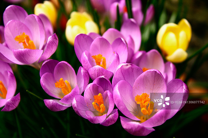 花园中盛开的紫色番红花图片素材