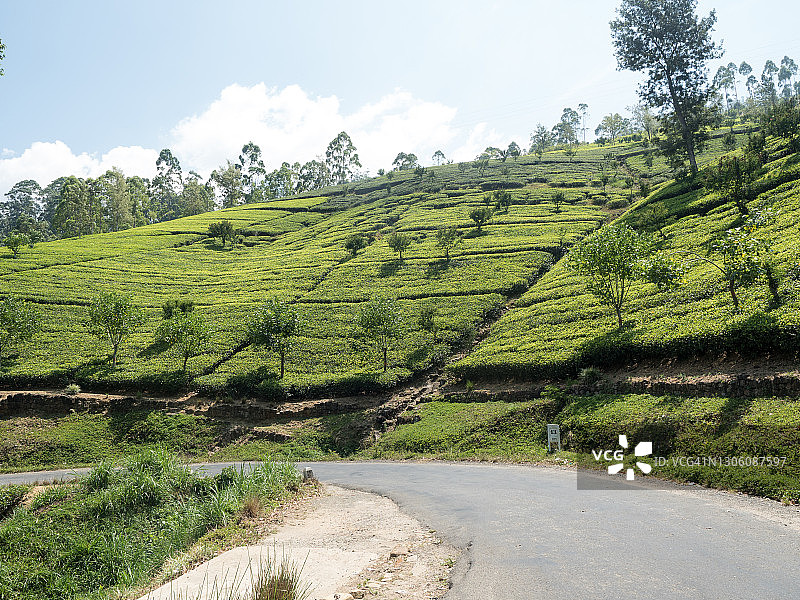 在斯里兰卡高地采摘绿茶叶图片素材