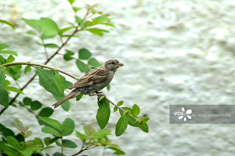 栖息在树枝上的金丝雀图片素材
