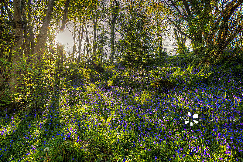 克莱尔峡谷林地的风铃草，位于北爱尔兰阿马郡图片素材