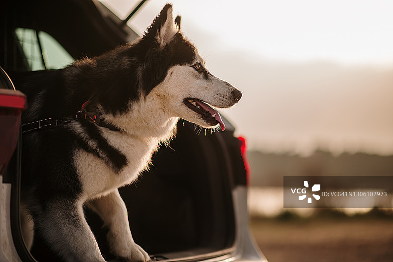 在汽车后备箱里的哈士奇犬图片素材