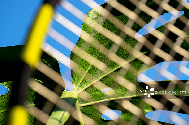 蓝色天空背景下的网球拍和绿色龟背竹叶图片素材