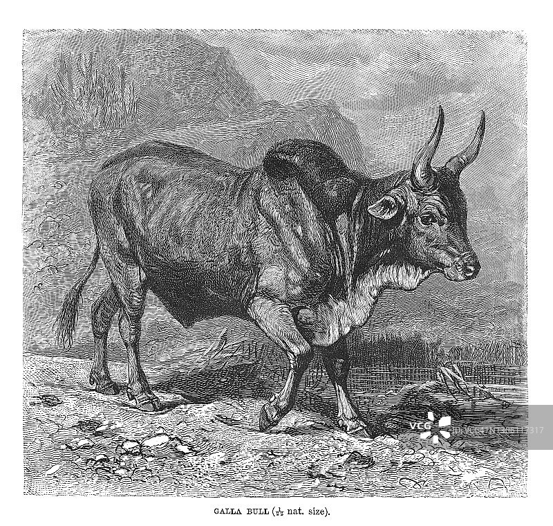 东非加拉公牛古老版画插图图片素材