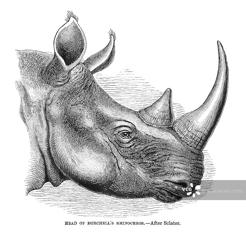 南方白犀牛古老雕刻插图图片素材