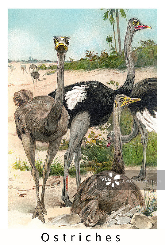 老式彩色石印插图：普通鸵鸟图片素材