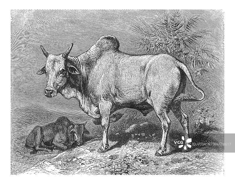 旧石版画插图：印度公牛图片素材